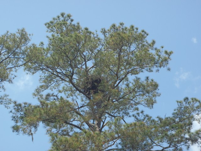 Eagle Nest Pigeon Island